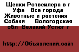 Щенки Ротвейлера в г.Уфа - Все города Животные и растения » Собаки   . Вологодская обл.,Великий Устюг г.